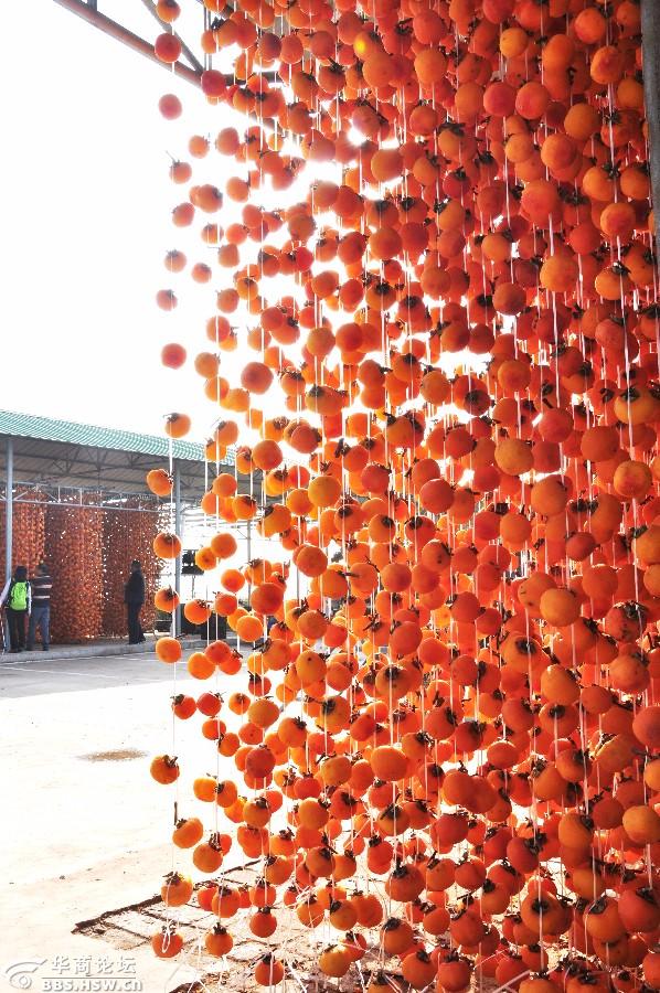 秋实富平的柿子似灯笼