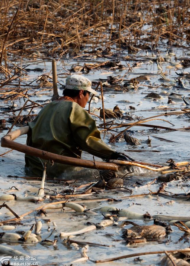 辛苦劳作的挖藕人