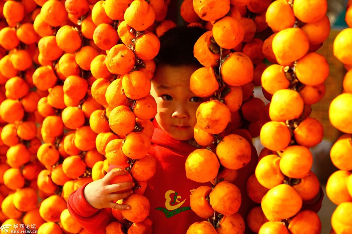 富平柿子挂起来