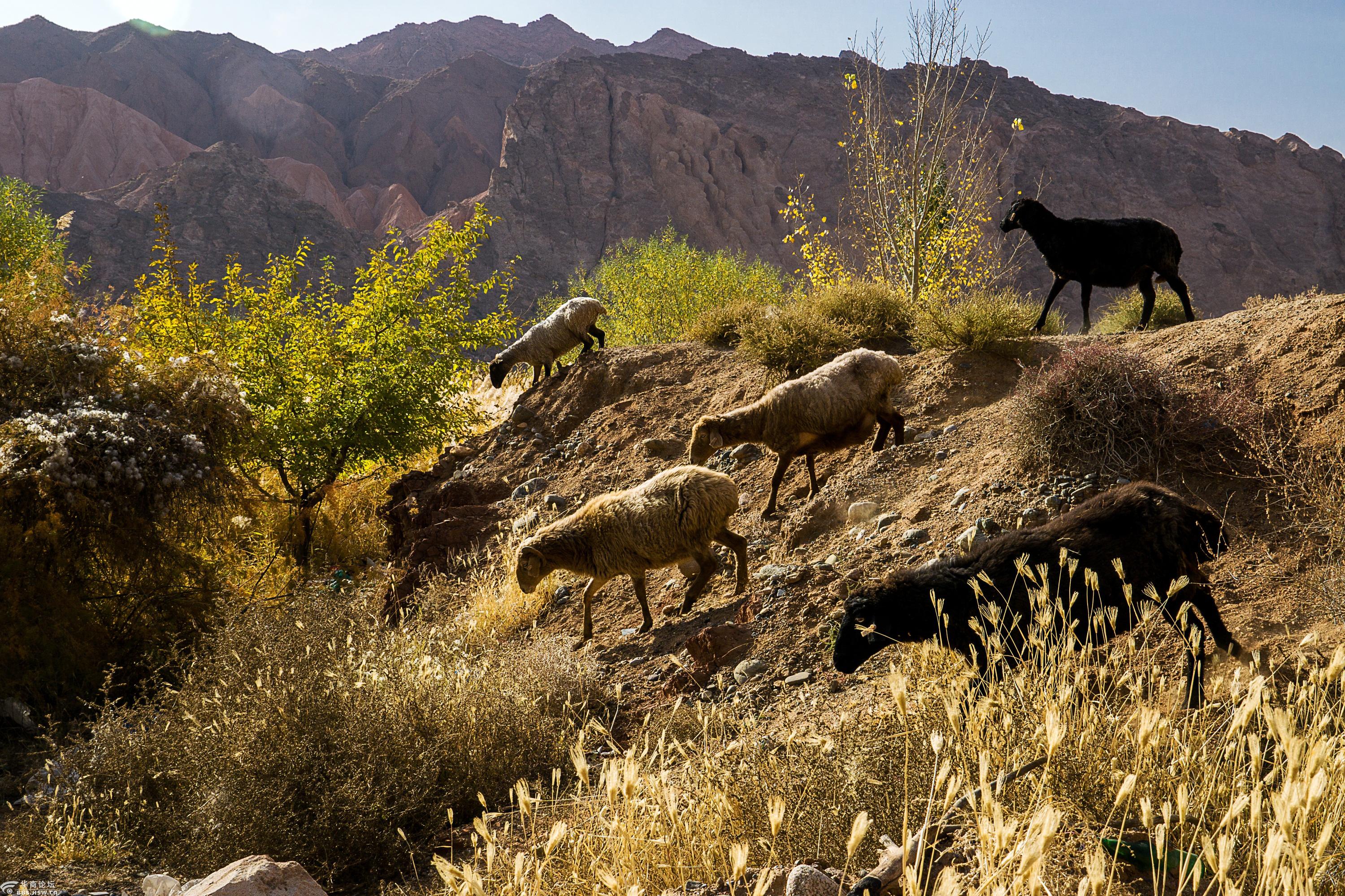 南疆记——五 天山放牧人-全民乱拍-华商论坛