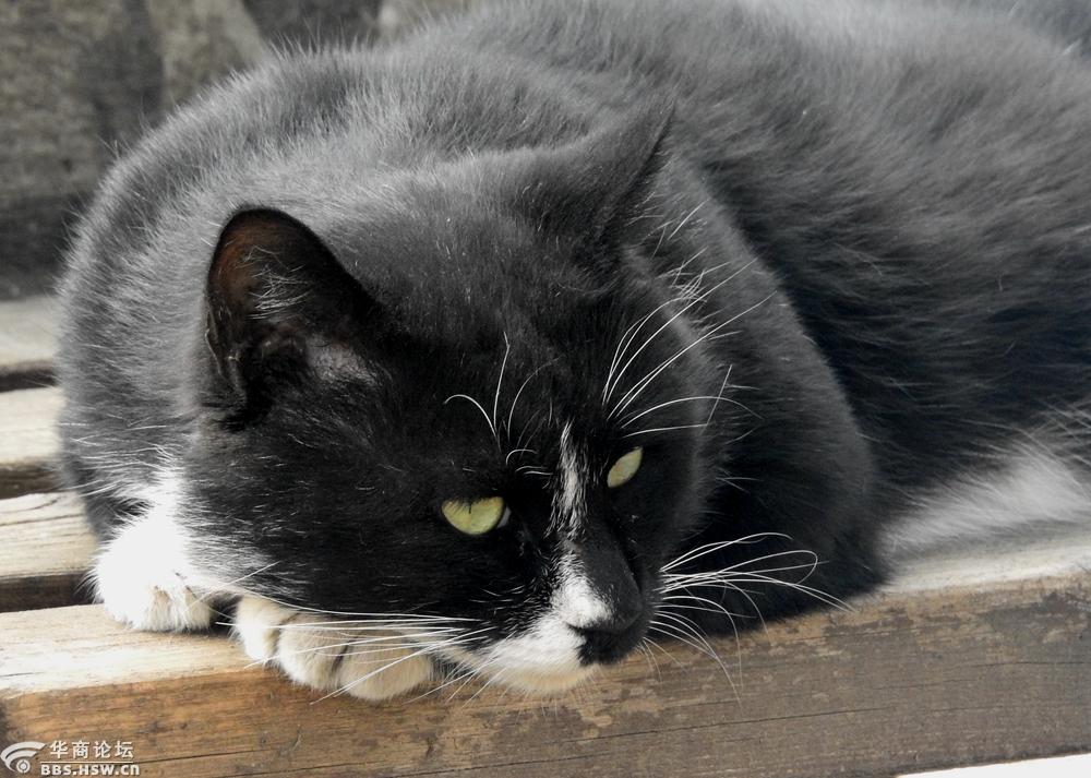 在长凳子上休息的黑猫咪