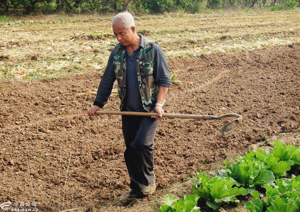 在田间干活的农民