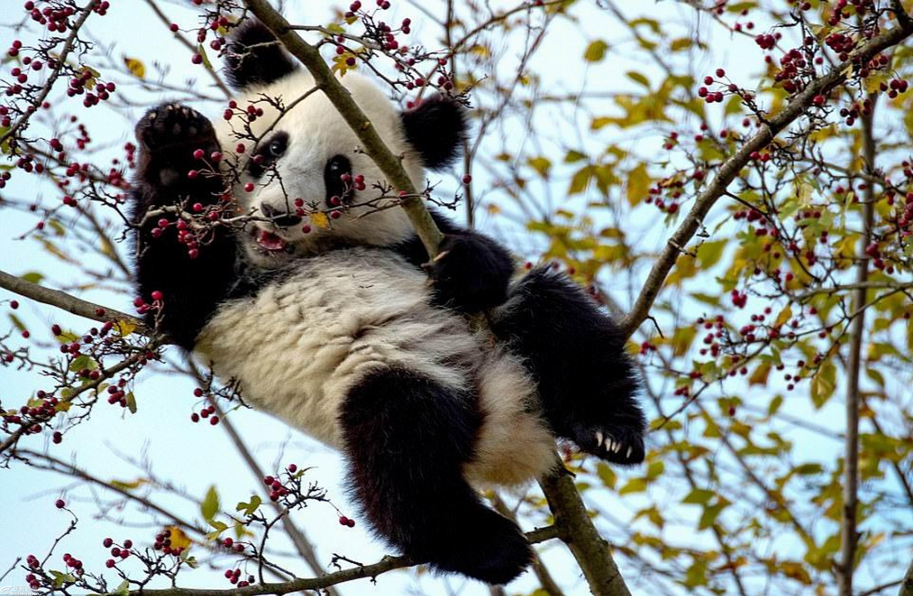 熊猫爬树