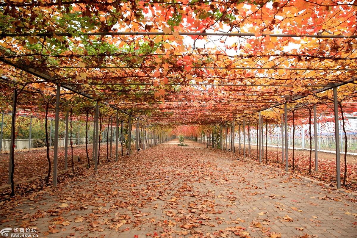 醉眼看景白鹿原葡萄主题公园满眼火红惹人爱