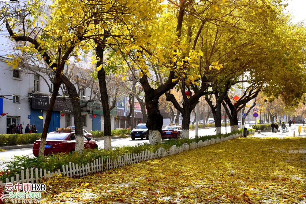 每日一贴赏秋景美路建国路白蜡树西后街野山楂
