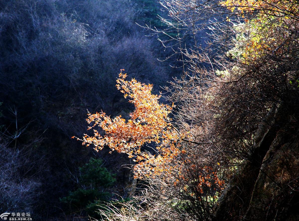 周末蓝田斜峪登高享受暖阳风光