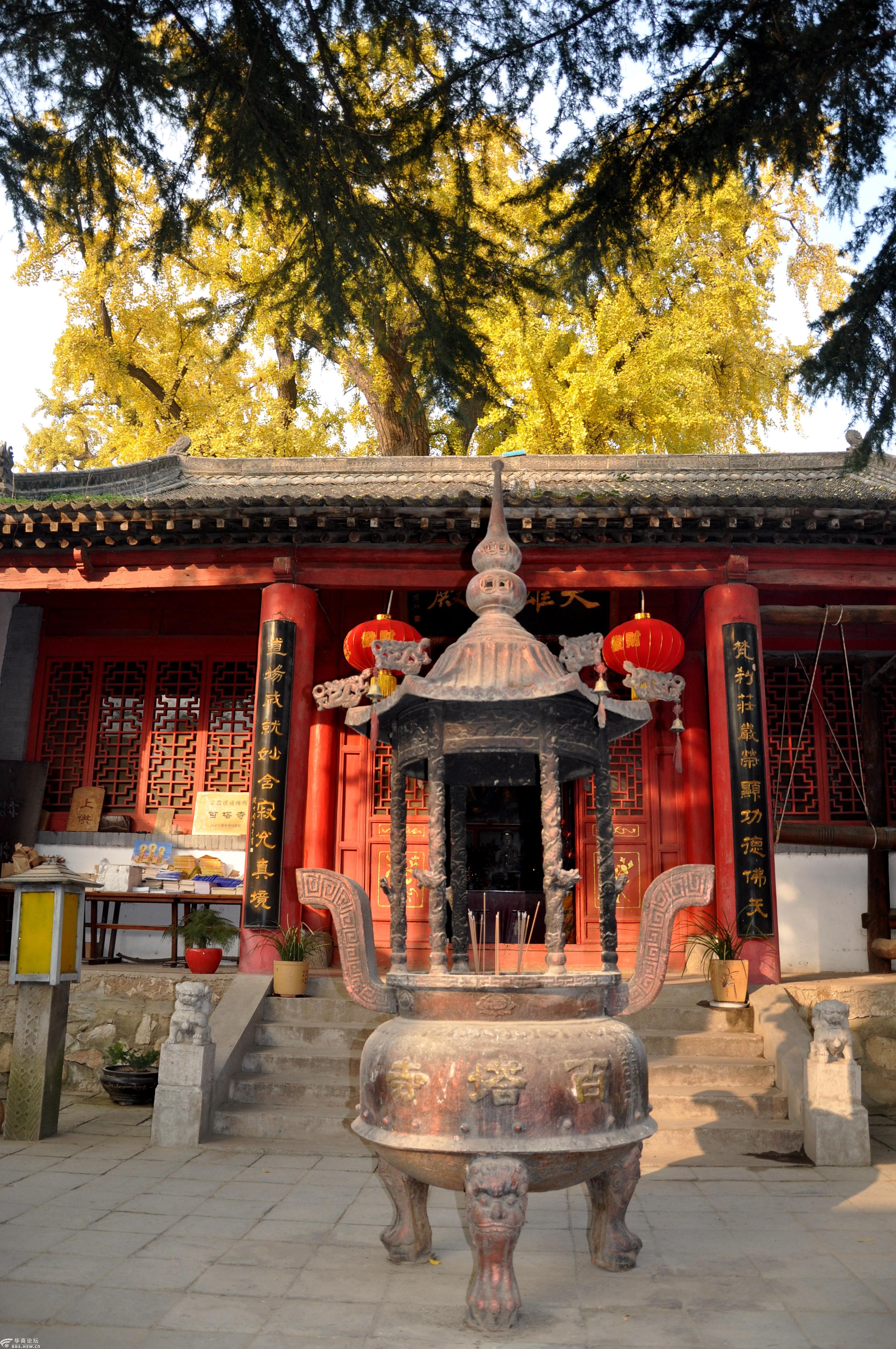 西安市长安区子午街办天子口村百塔寺大雄宝殿前仰望树龄1700多年的"