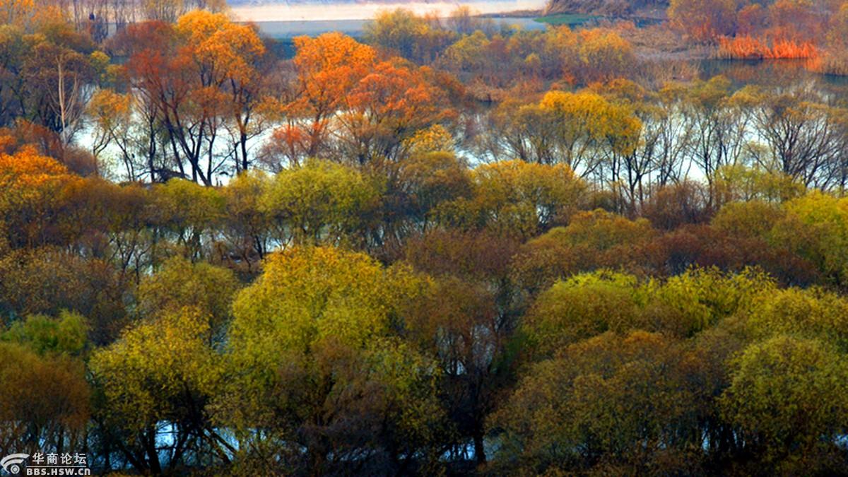 浐灞半岛湿地掠影-西安论坛-华商论坛