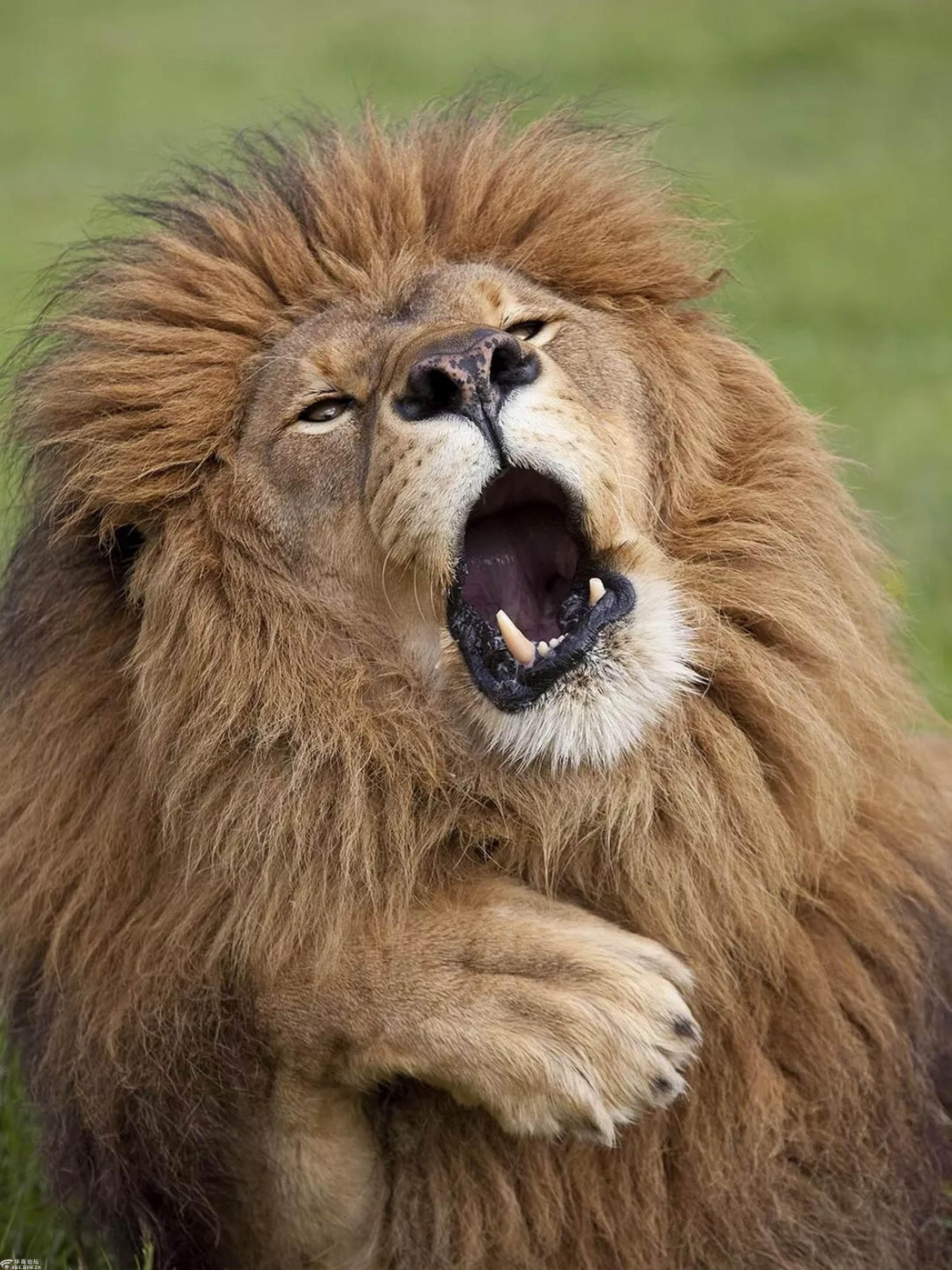 2017年世界野生动物摄影获奖作品