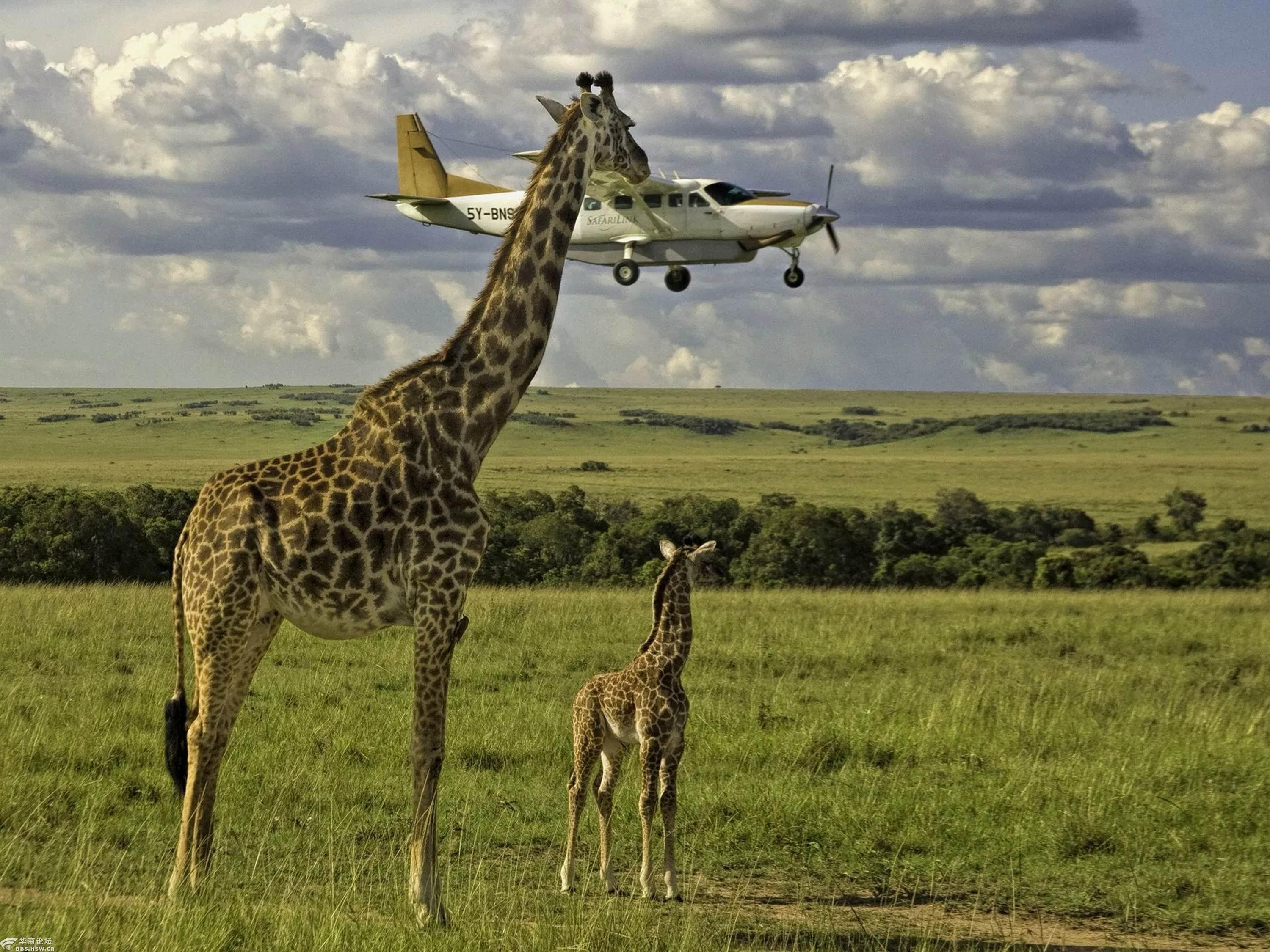 2017年世界野生动物摄影获奖作品