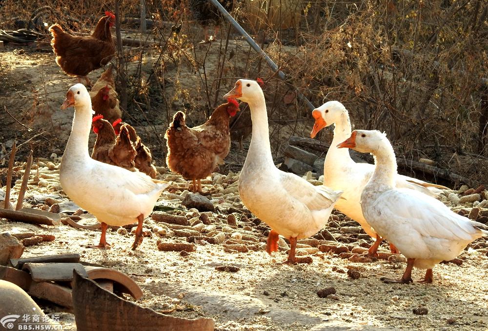 农民在自家后院放养鸡和鹅,收效很好!