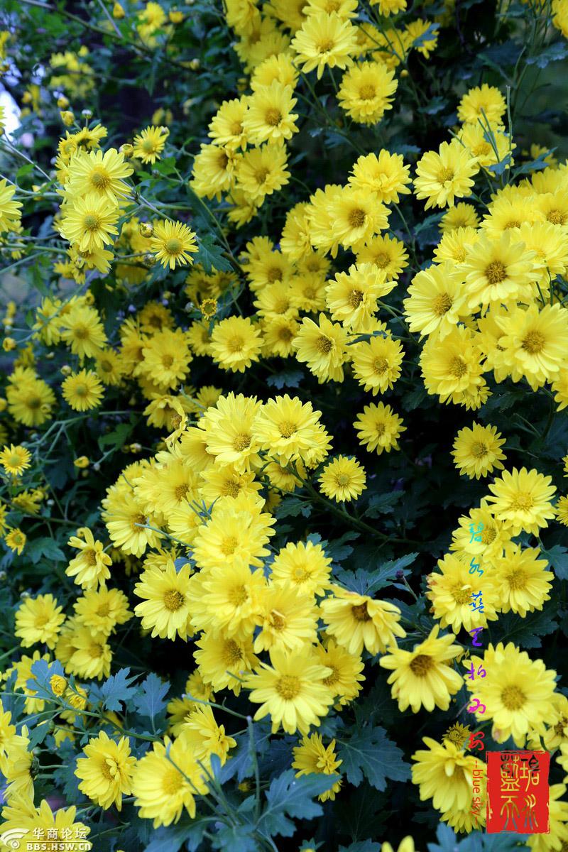 【一组十一月的花】