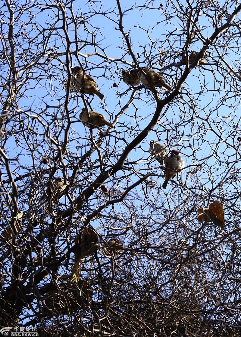 冬天酸枣树上的麻雀