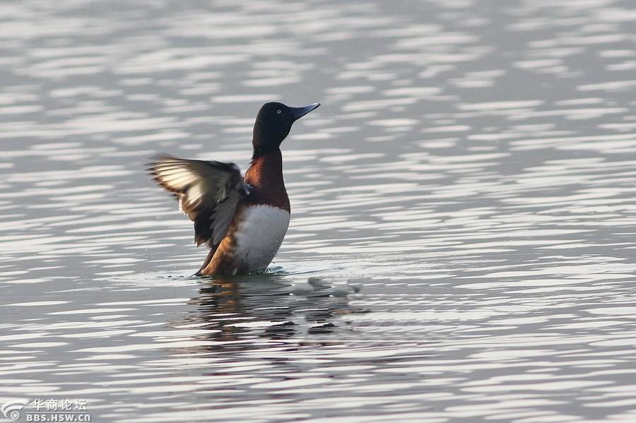 一组珍稀鸟类青头潜鸭片片祝西安生态越来越美