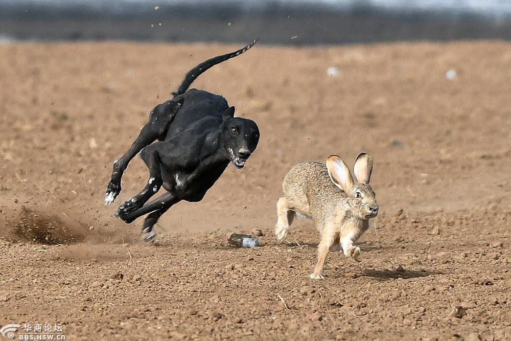 关中民俗----狗撵兔-全民乱拍-华商论坛
