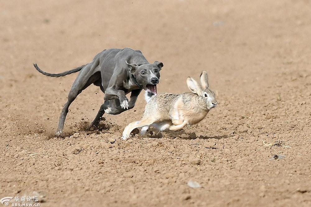关中民俗狗撵兔