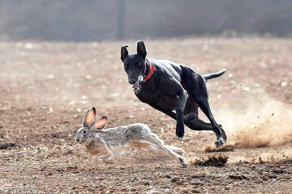 关中民俗狗撵兔