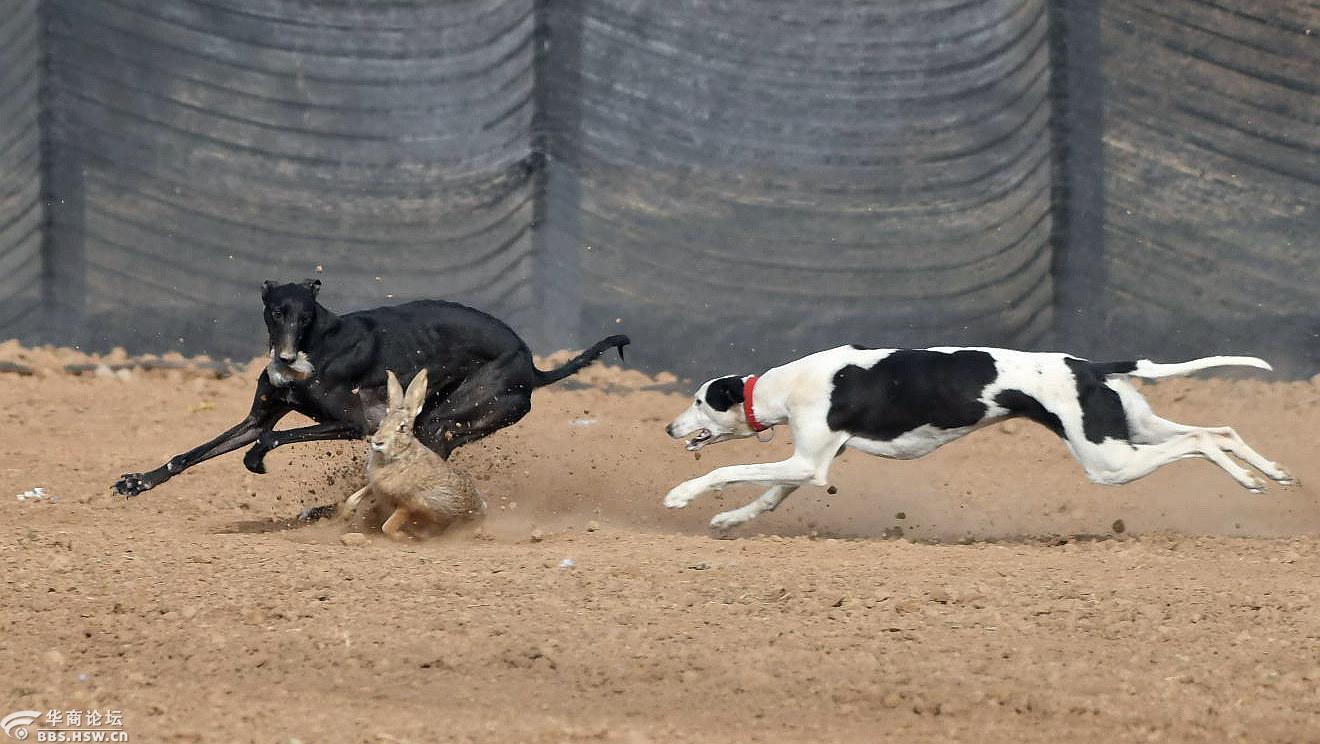 关中民俗----狗撵兔