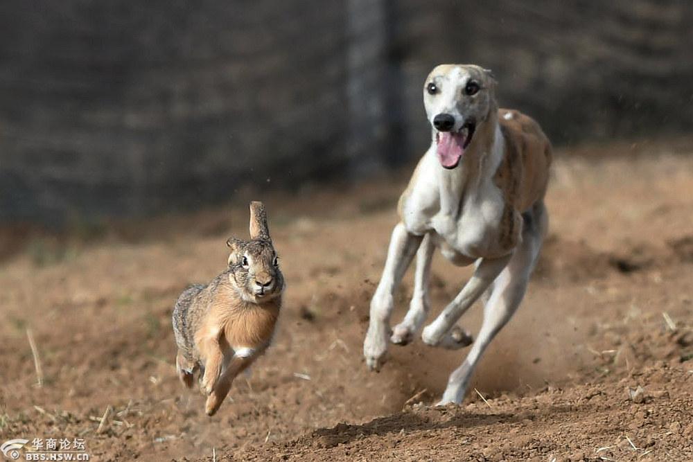 关中民俗狗撵兔