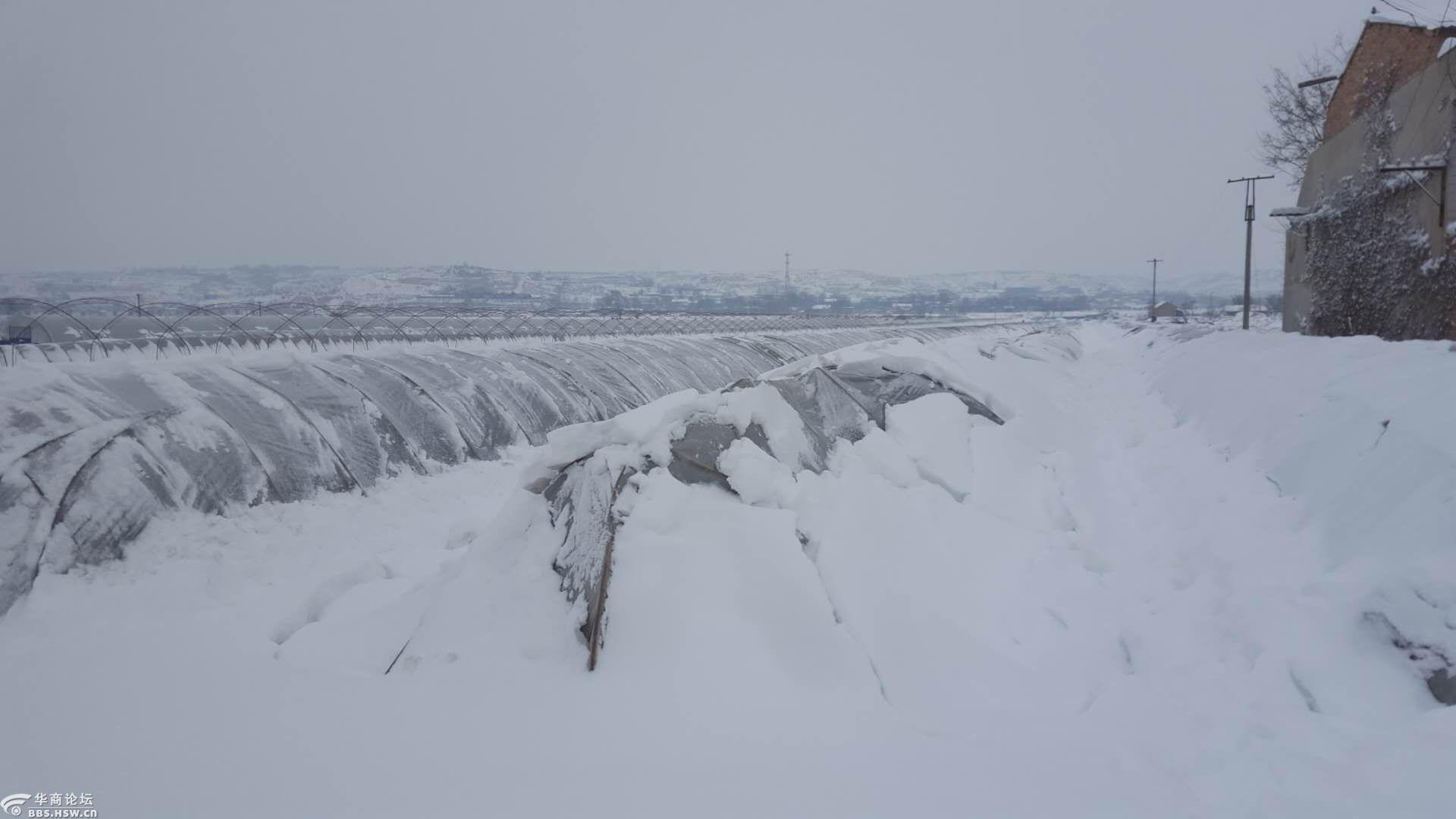 大雪压塌大棚菜农损失惨重