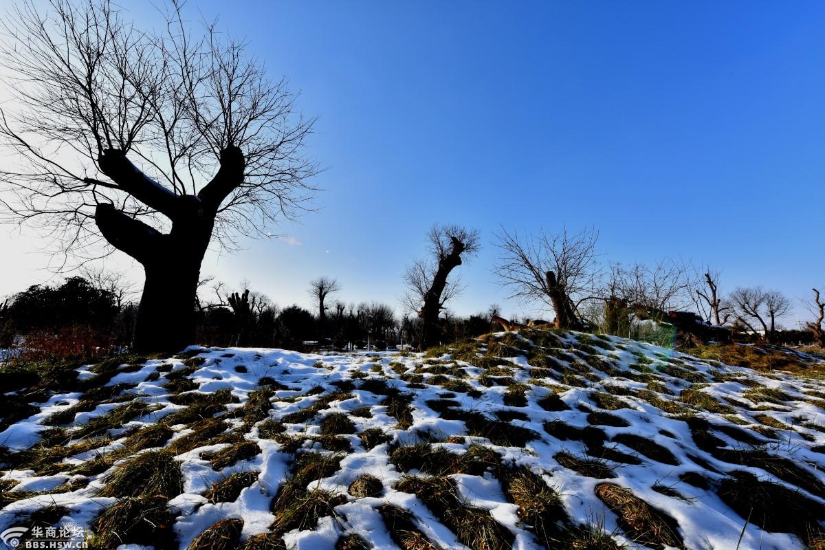 咸阳塬上的怪树林