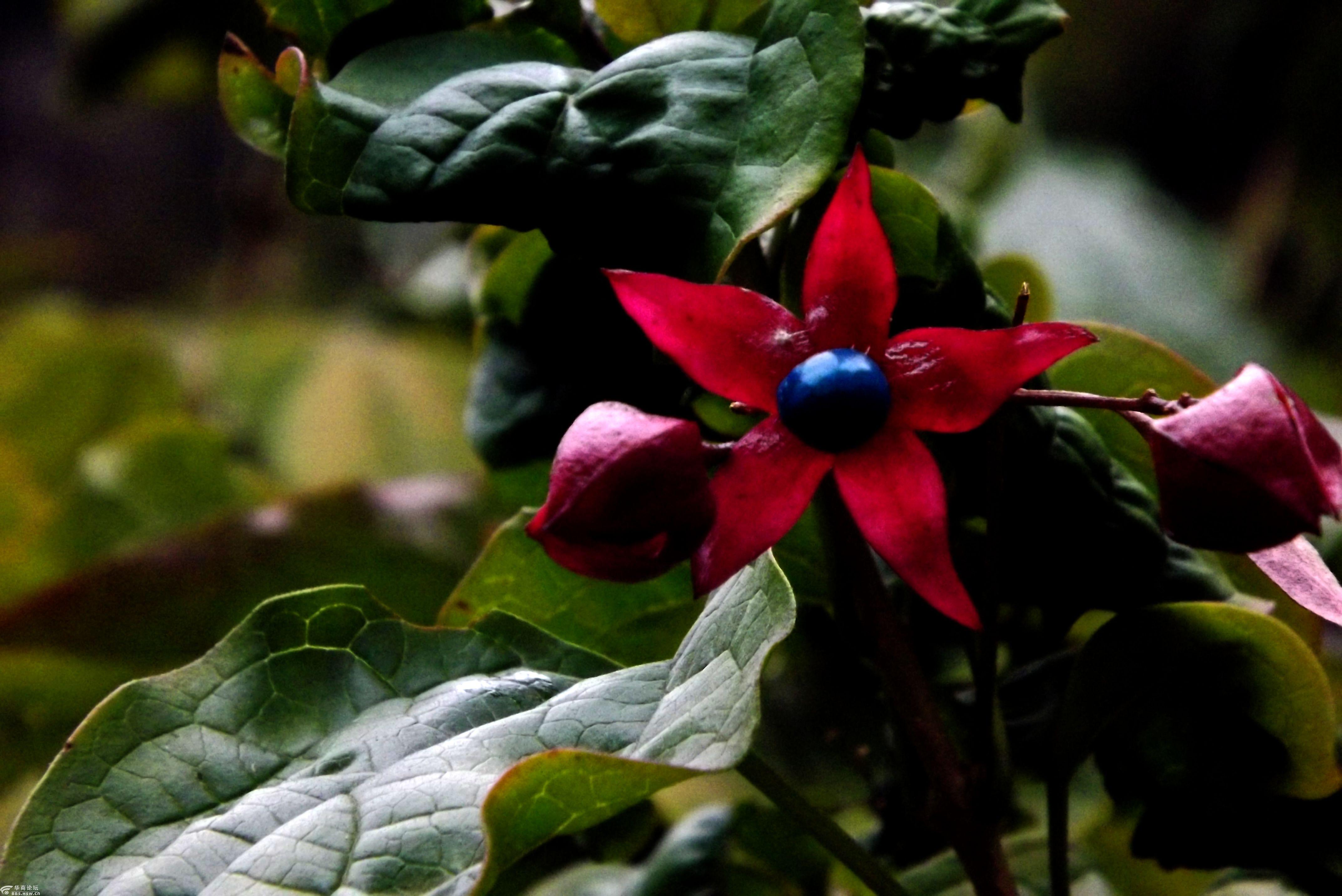行摄飞扬秦岭花草35海州常山