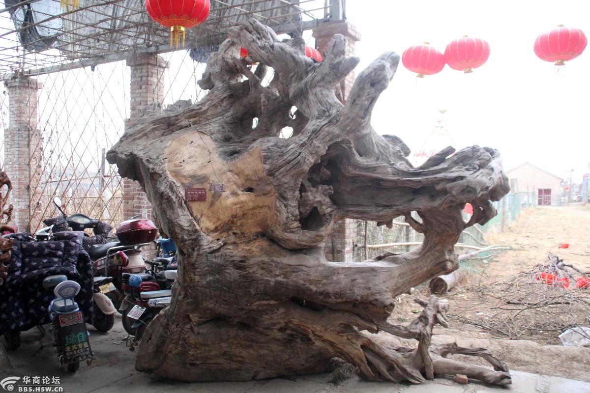 稀奇古怪高陵场畔的那些怪木组图