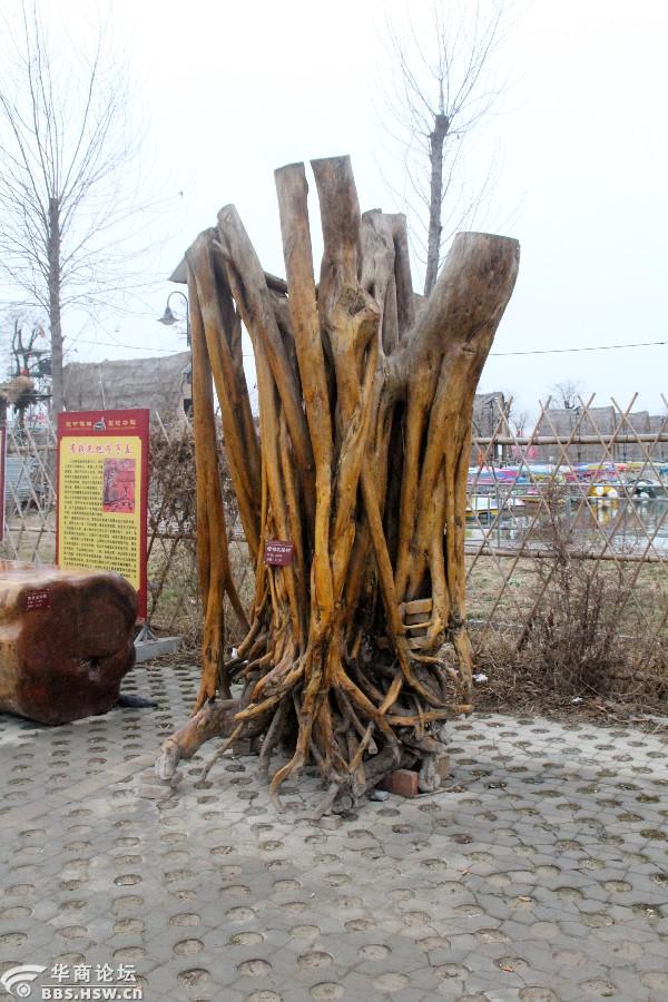 稀奇古怪高陵场畔的那些怪木组图