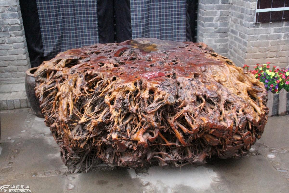 稀奇古怪高陵场畔的那些怪木组图