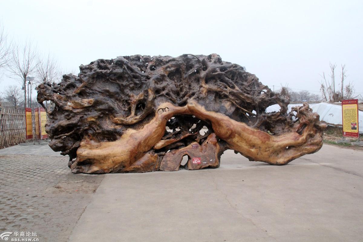 稀奇古怪高陵场畔的那些怪木组图