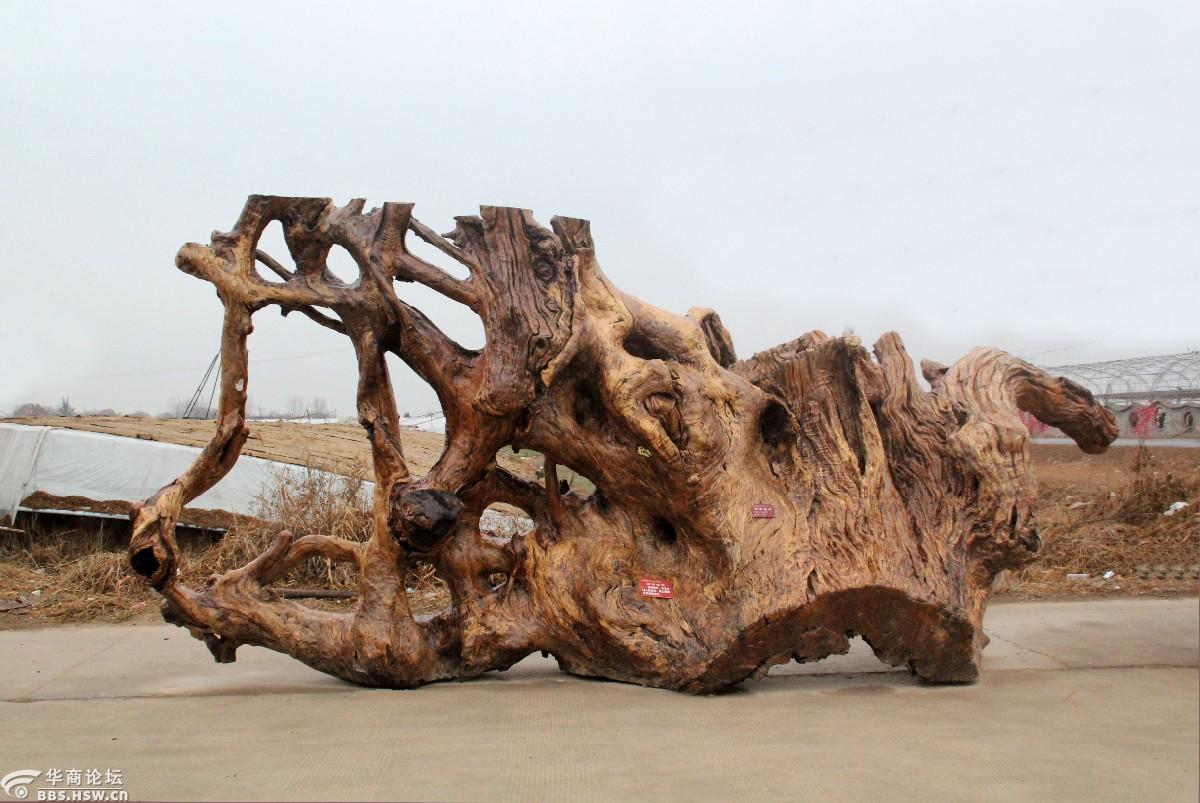 稀奇古怪高陵场畔的那些怪木组图