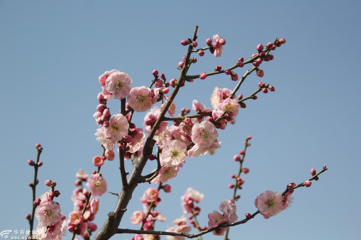 富平梅园红梅识得东风面千朵万朵报春来组图