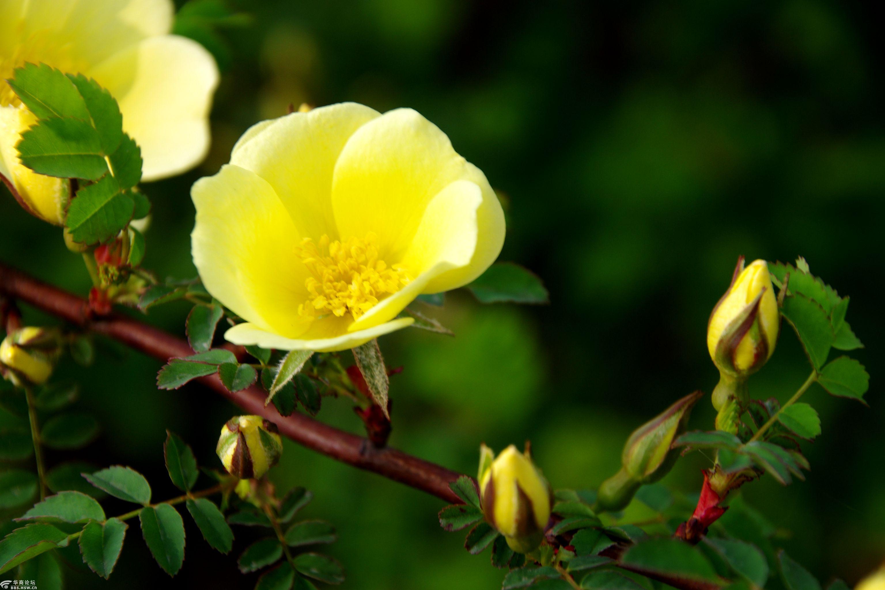 行摄飞扬秦岭花草46黄刺玫