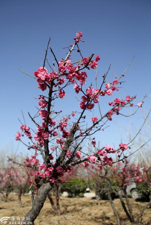 富平梅园红梅识得东风面千朵万朵报春来组图