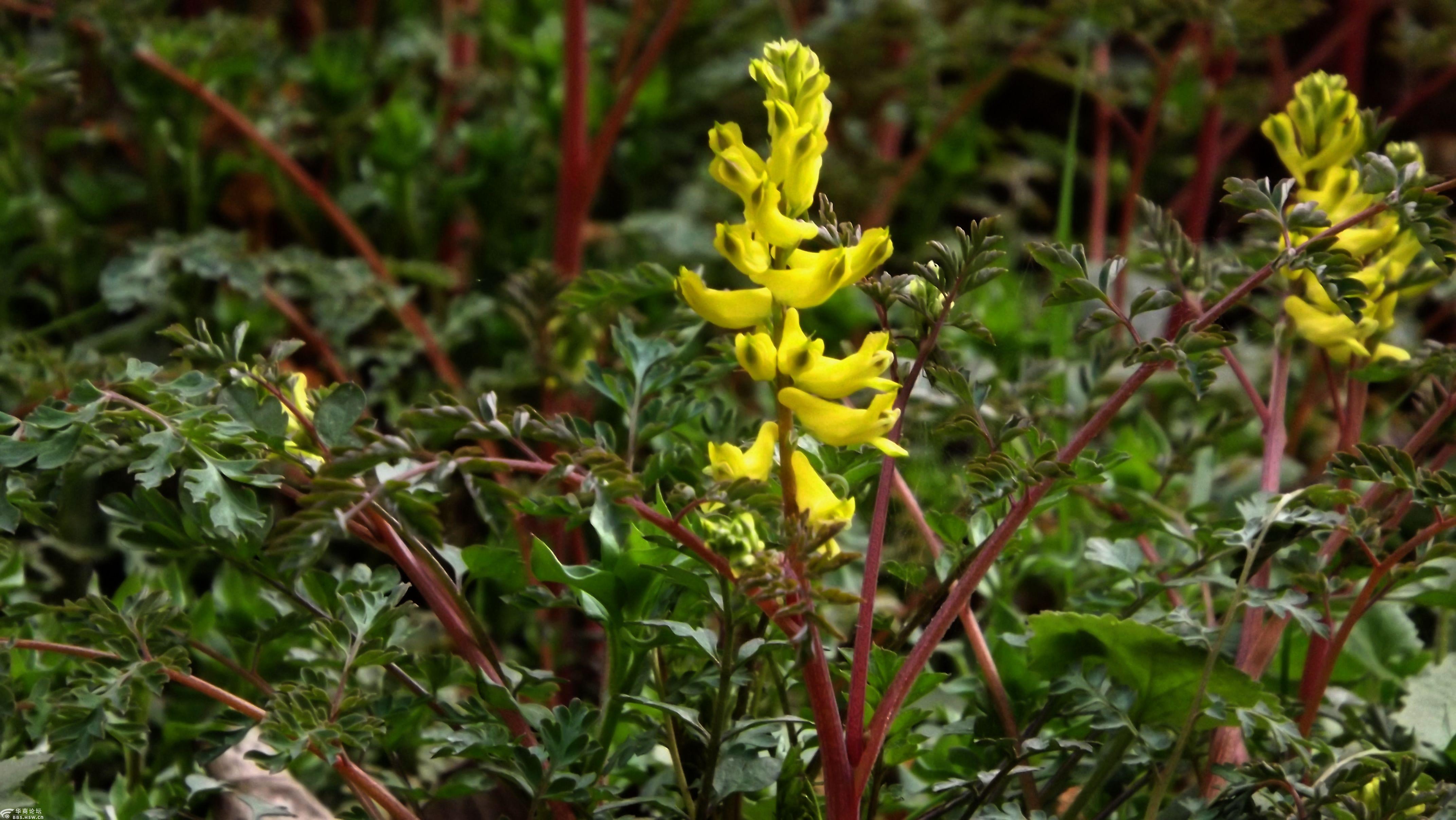 行摄飞扬——秦岭花草(47)黄 堇-全民乱拍-华商论坛