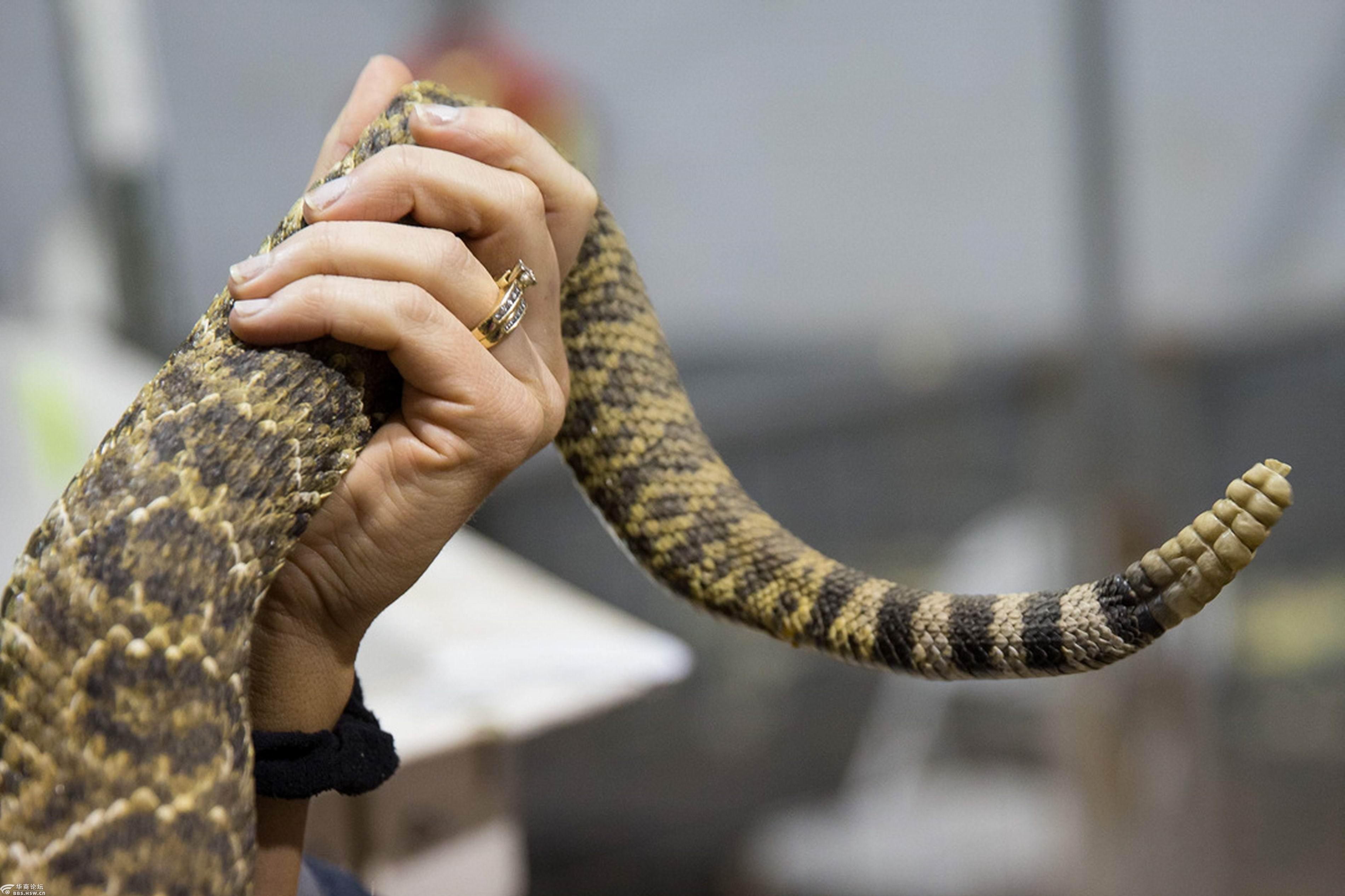 美国得克德克萨斯州响尾蛇节