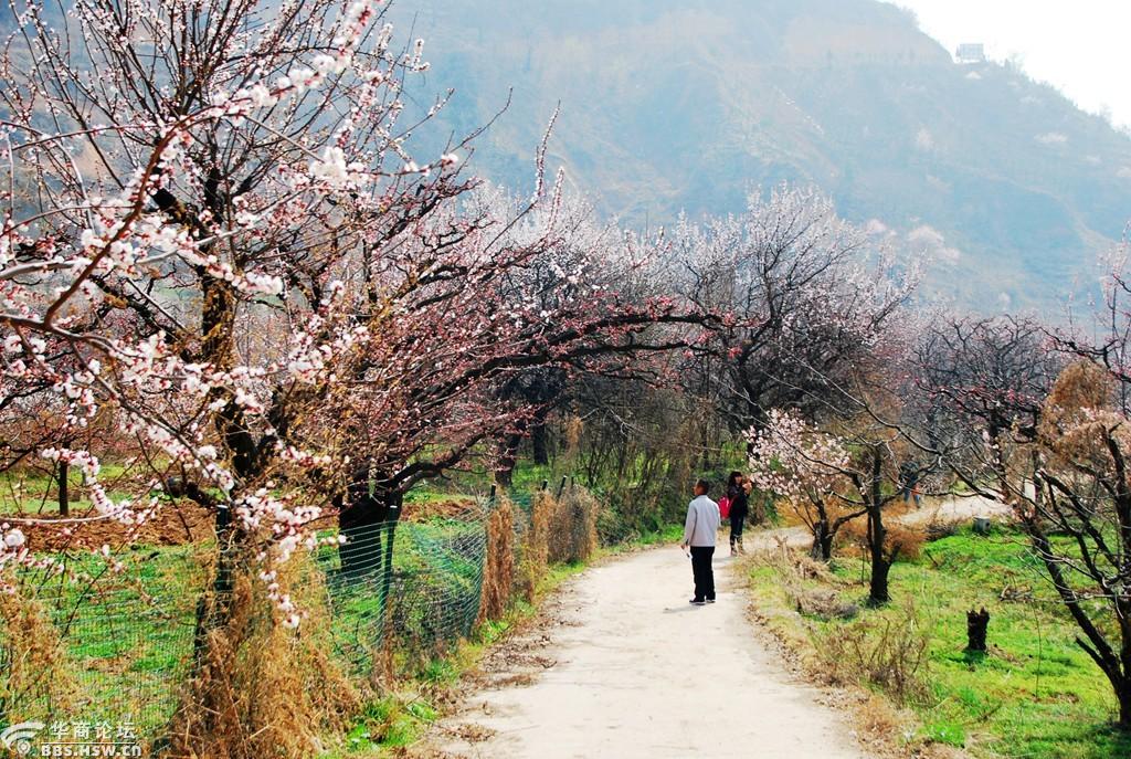 华胥杏花等君来老树阳坡已盛开