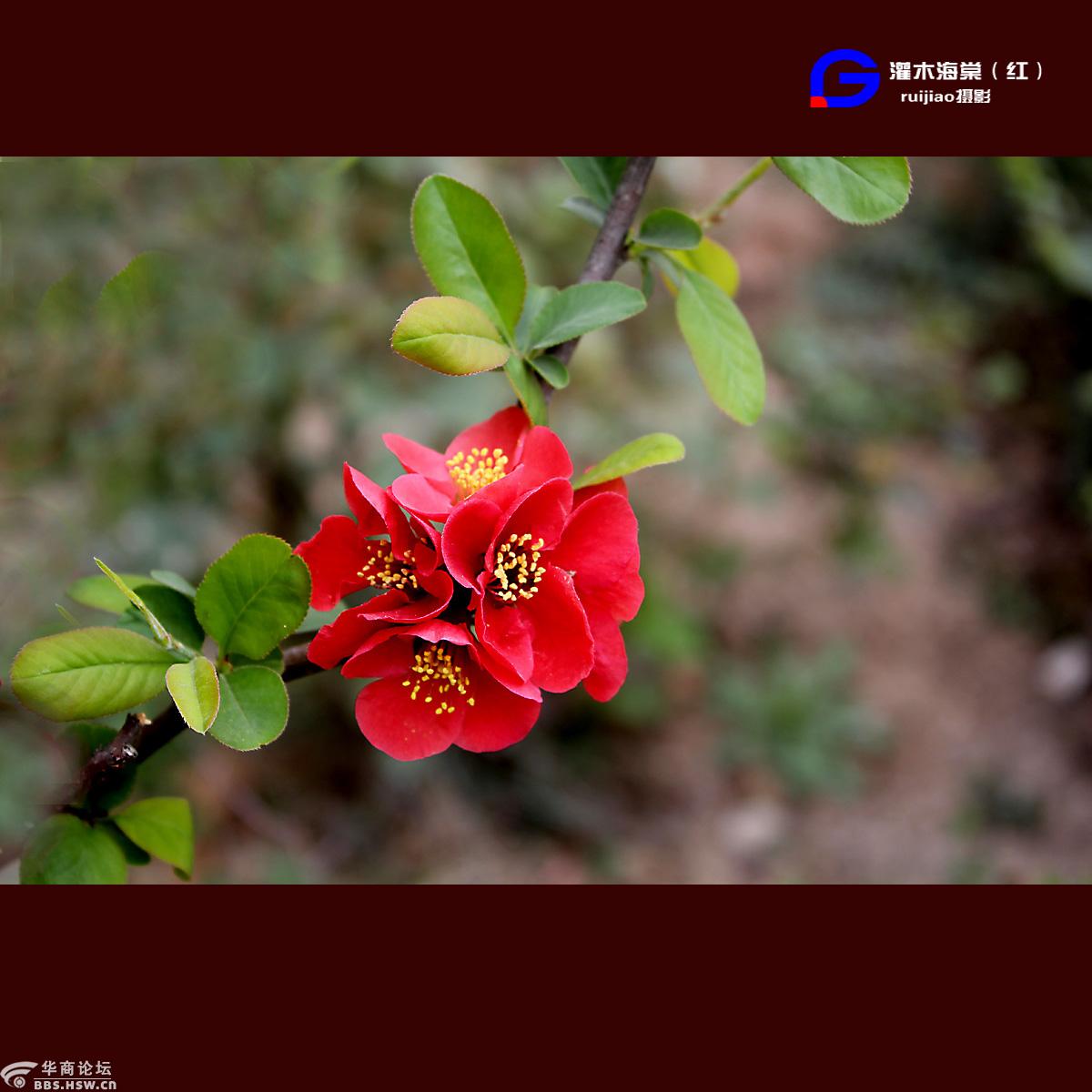 灌木海棠红