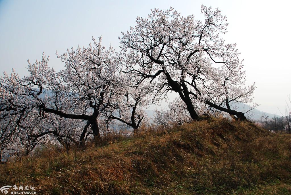 杏花谷里的老杏树