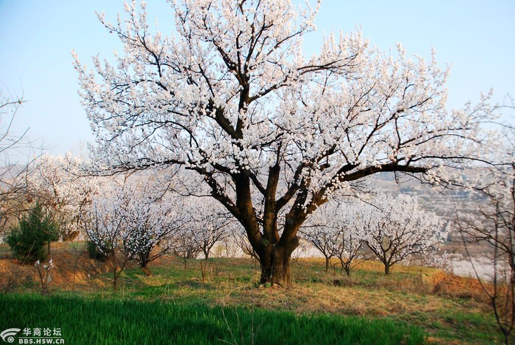 杏花谷里的老杏树