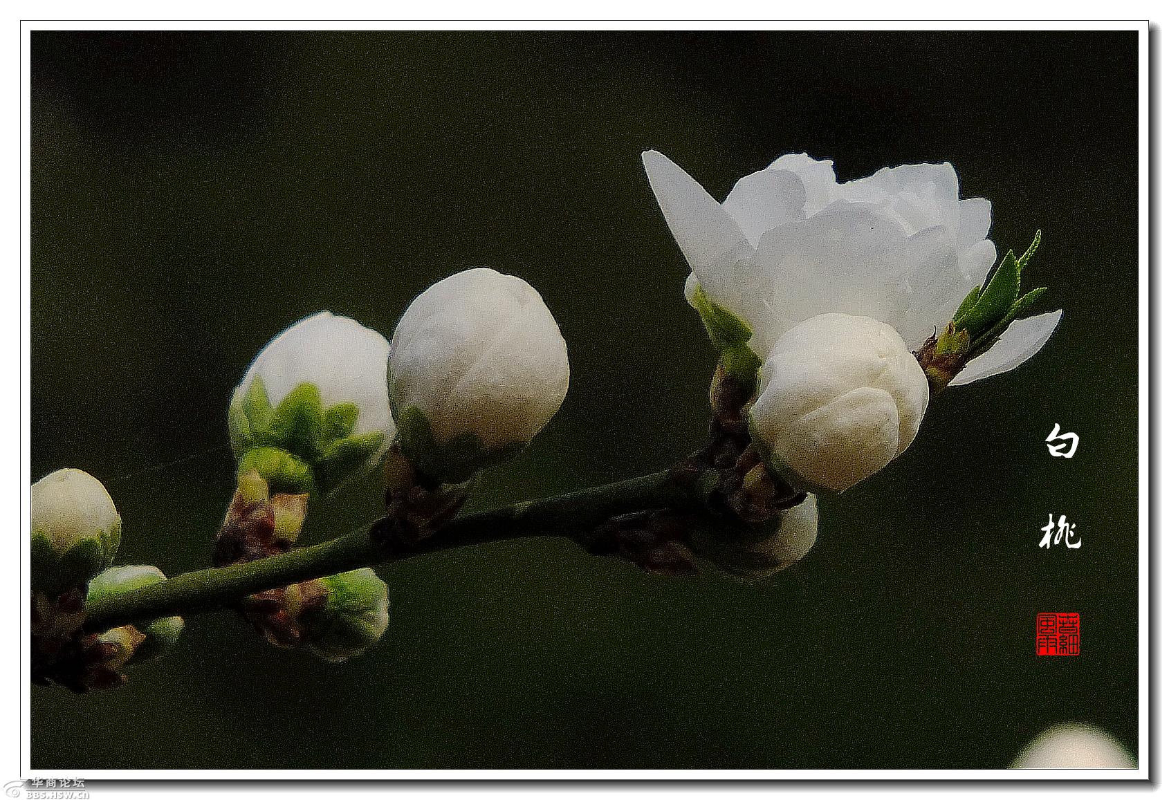 秾丽最宜新著雨妖娆全在欲开时