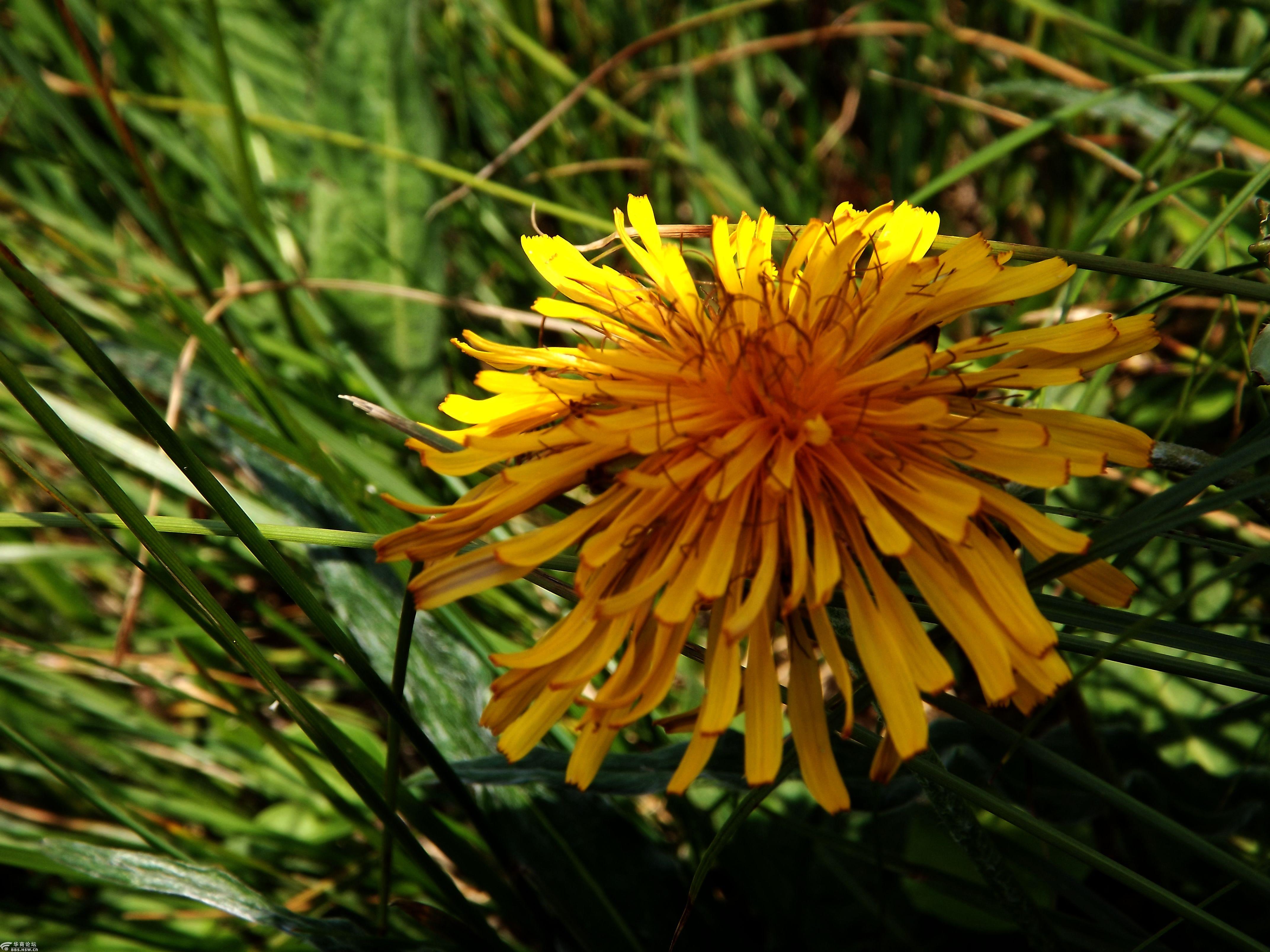 行摄飞扬秦岭花草53金花石蒜