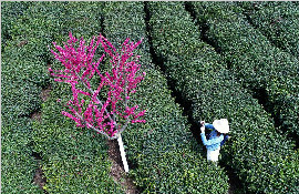 陕西紫阳：春分时节上茶山 