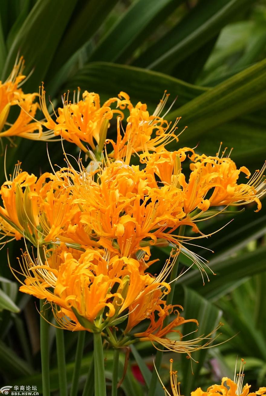 行摄飞扬秦岭花草53金花石蒜