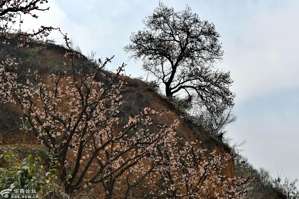 踏青蓝田 途经灞桥区老牛坡有家贫困户【严建设】