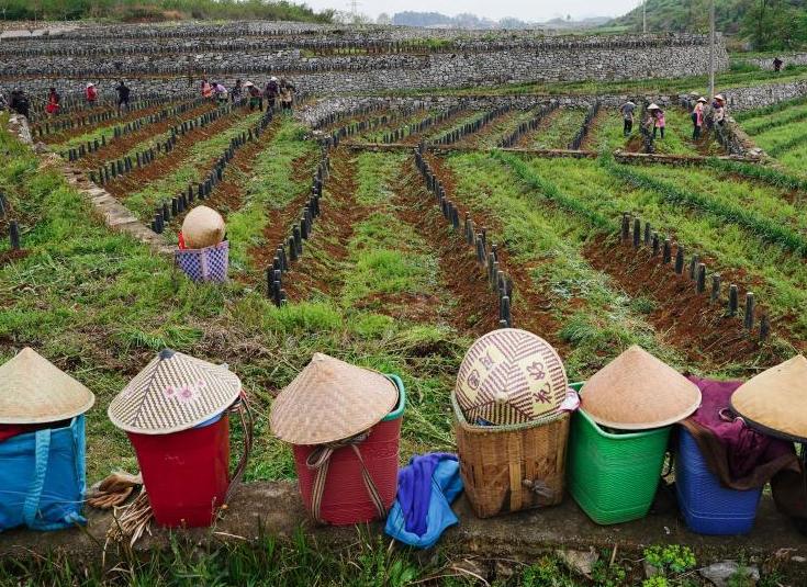 贵州普定韭黄种植基地农民春管忙