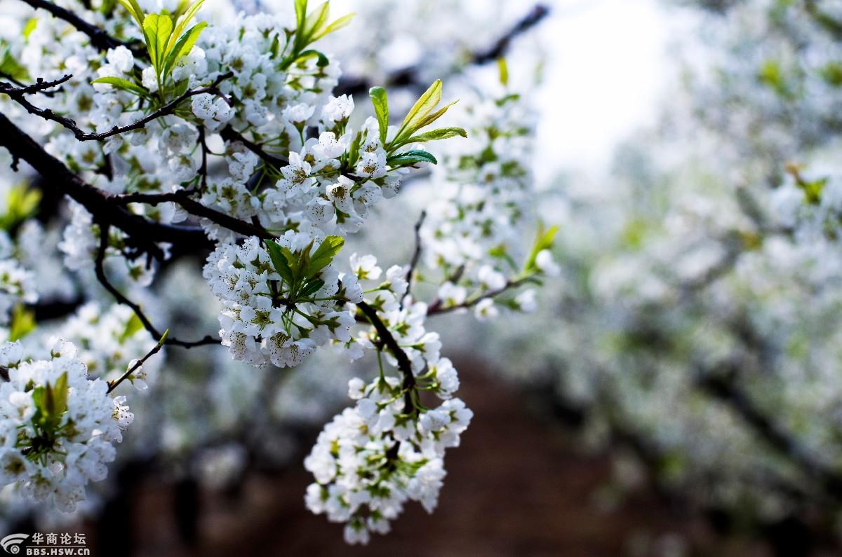 李花怒放一树白