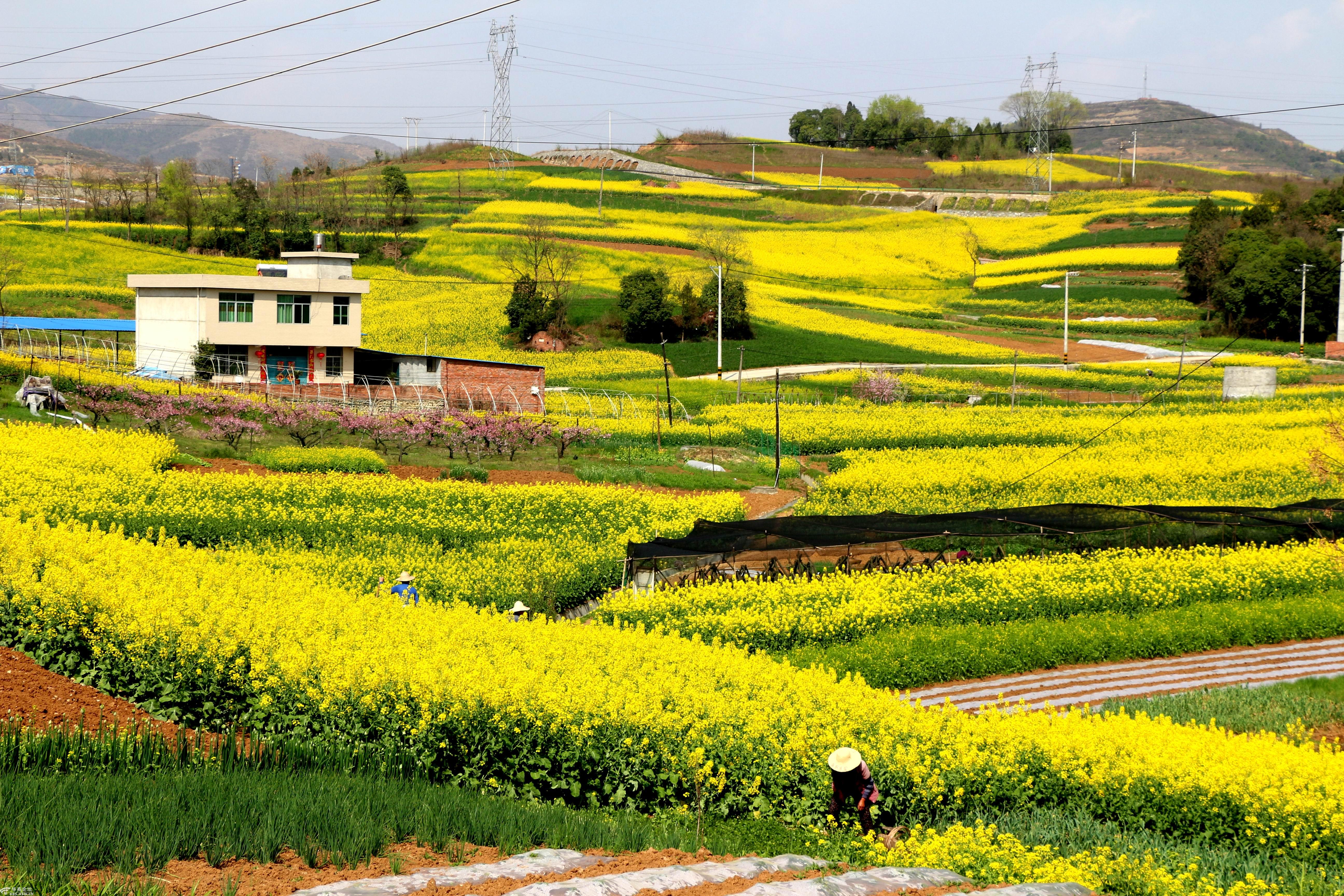 安康江北徐家岭附近的油菜花蛮漂亮
