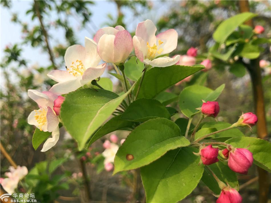 紫玉新枝绾彩霞春来欲醉海棠花