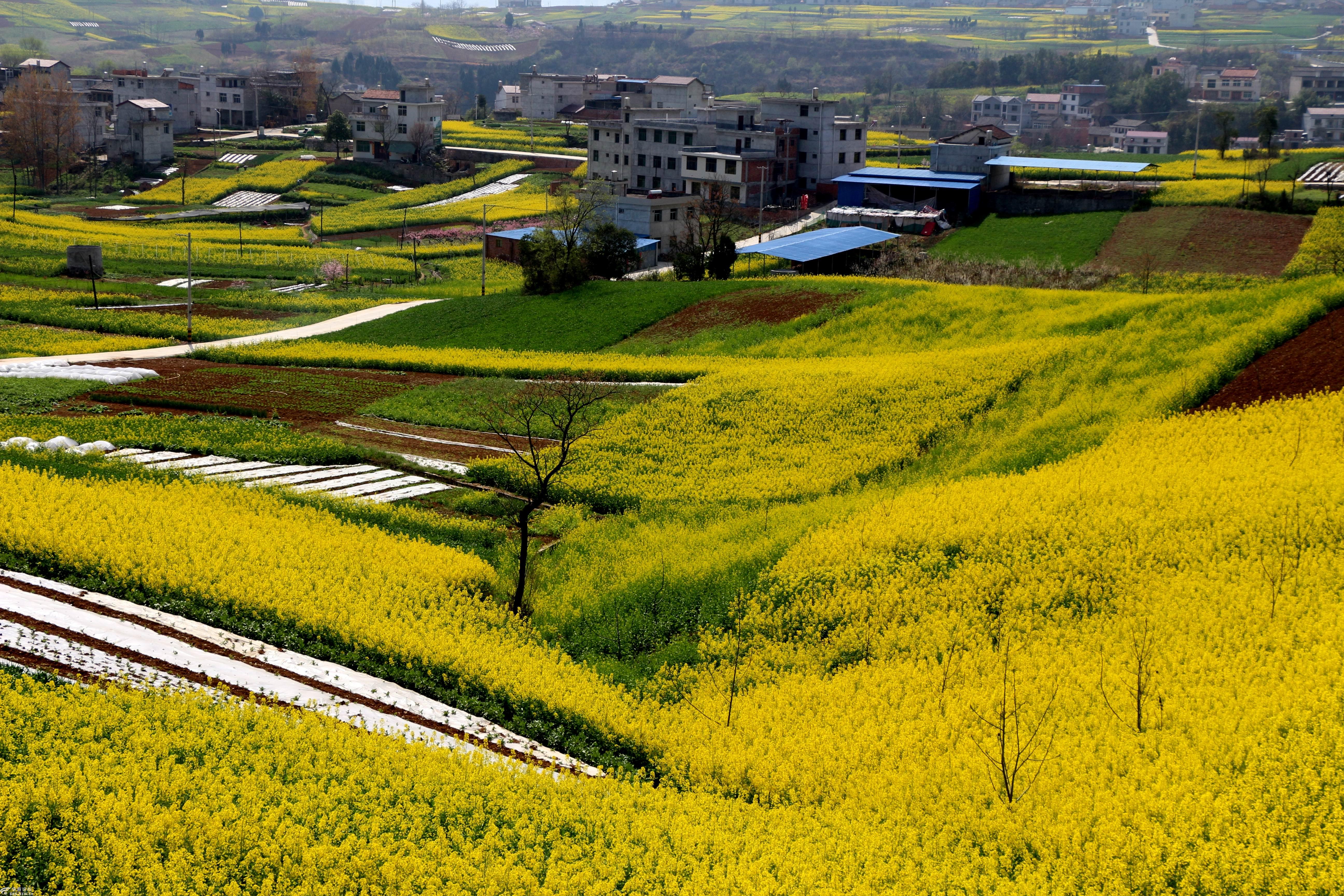 安康江北徐家岭附近的油菜花蛮漂亮